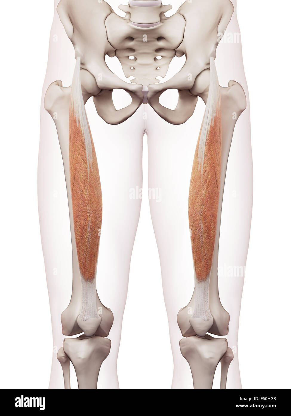 Rectus Femoris Muscle High Resolution Stock Photography and Images - Alamy