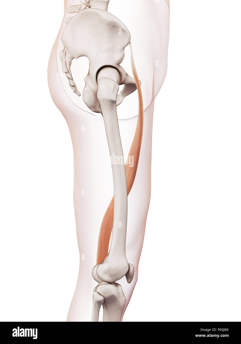 Sartorius Muscle High Resolution Stock Photography and Images - Alamy