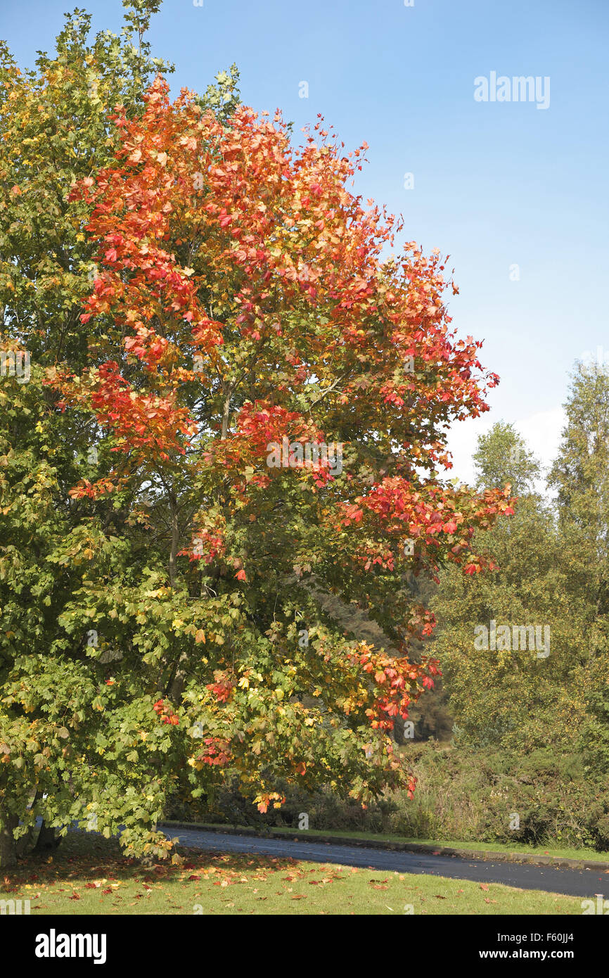 Autumn colours; red leafed acer rubrum, Northumberland, England, UK ...
