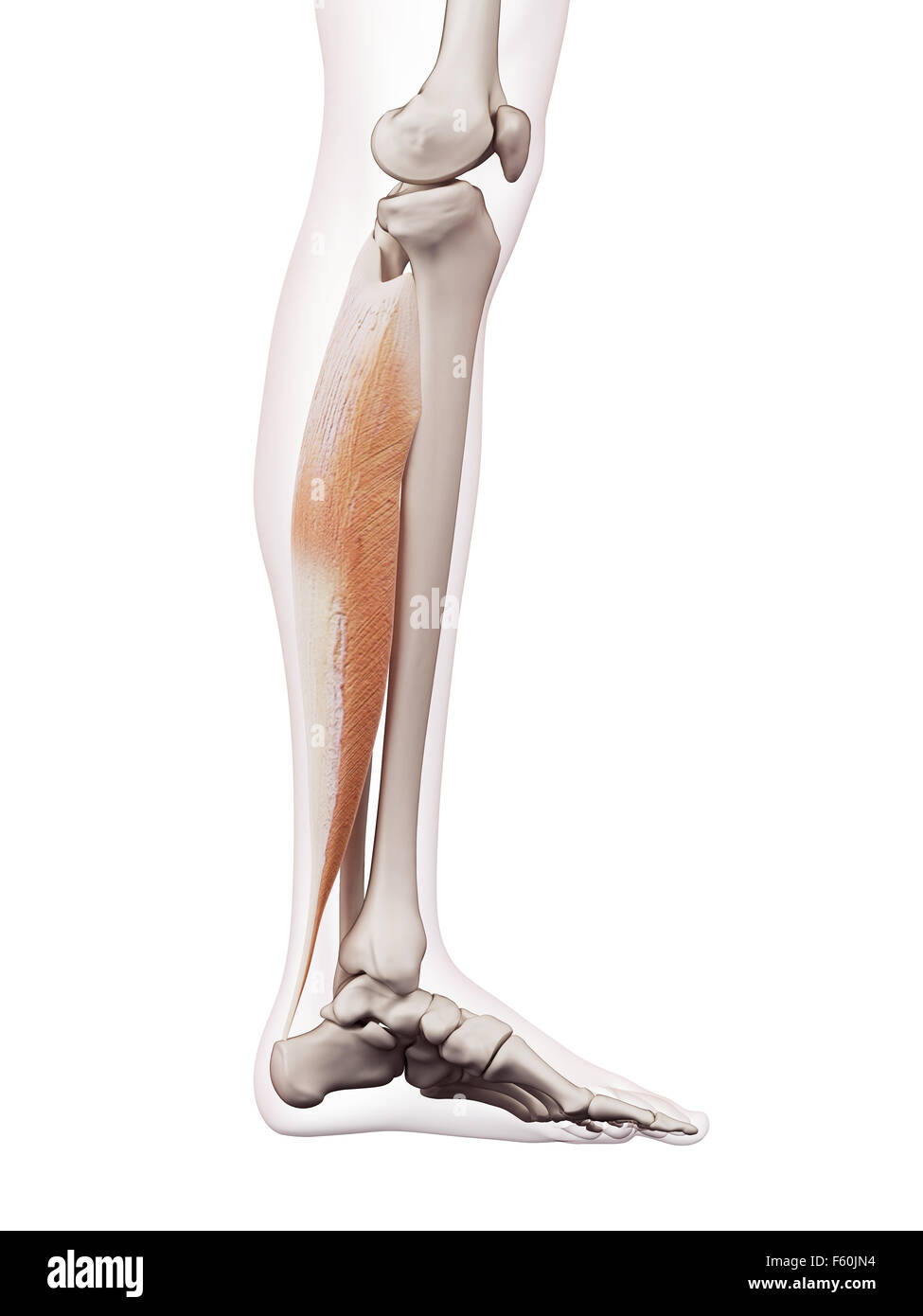 Soleus Muscle Pain Basketball Clipart