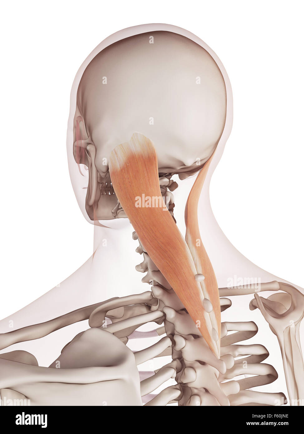 medically accurate muscle illustration of the splenius capitis Stock Photo