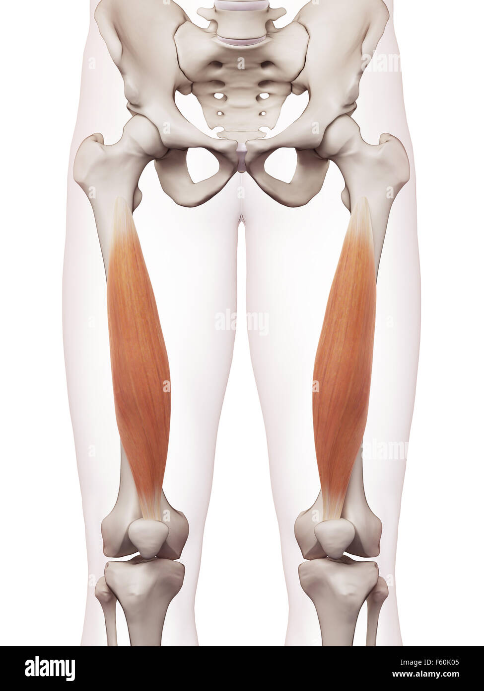 medically accurate muscle illustration of the vastus intermedius Stock Photo