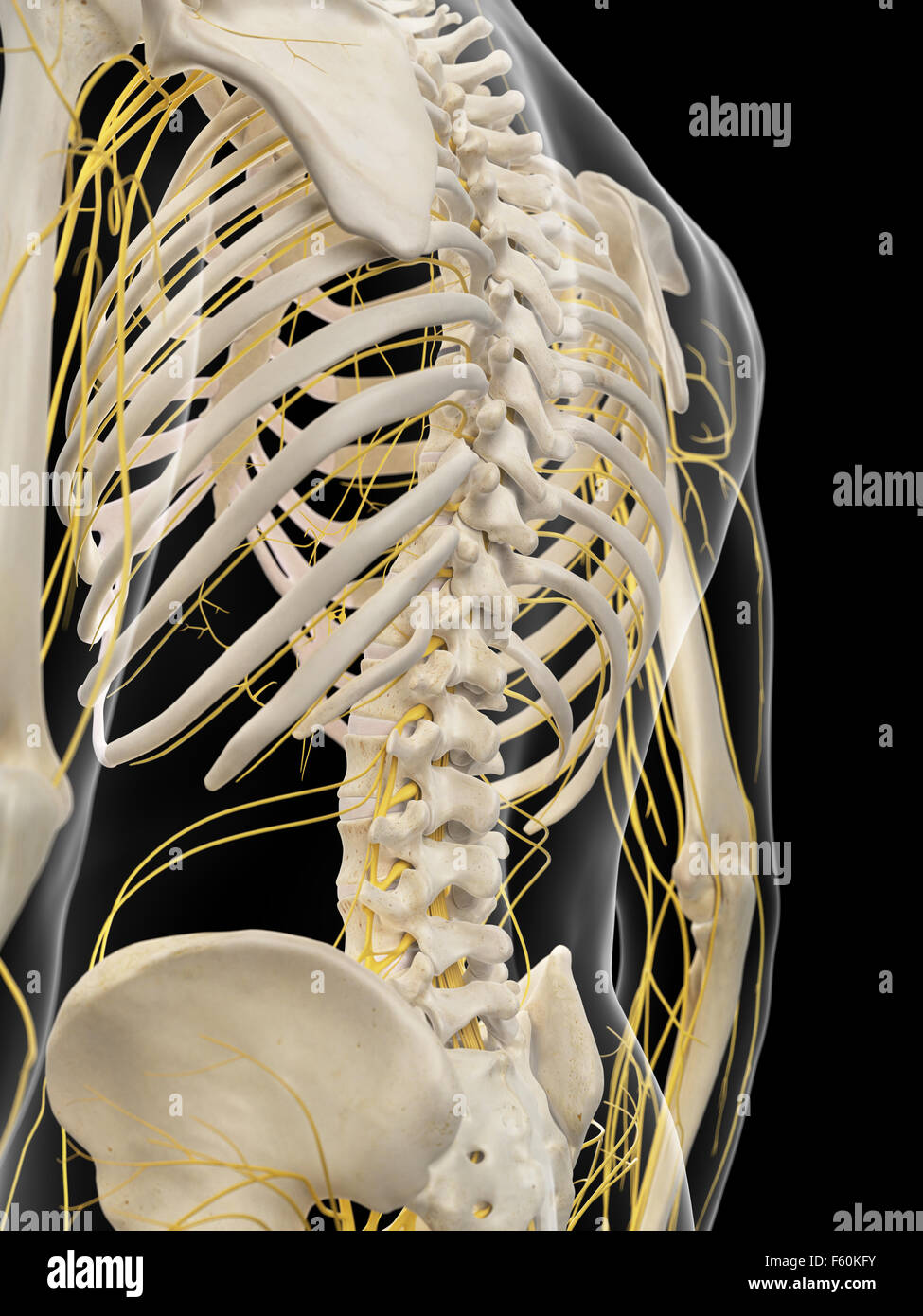 medically accurate illustration of the back nerves Stock Photo Alamy