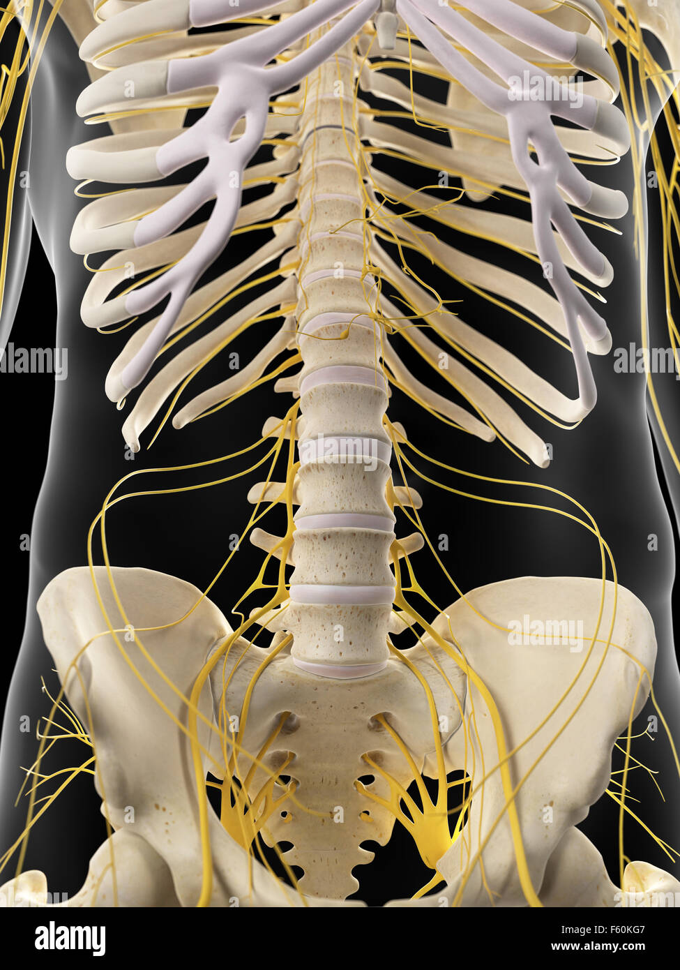 medically accurate illustration of the abdominal nerves Stock Photo Alamy