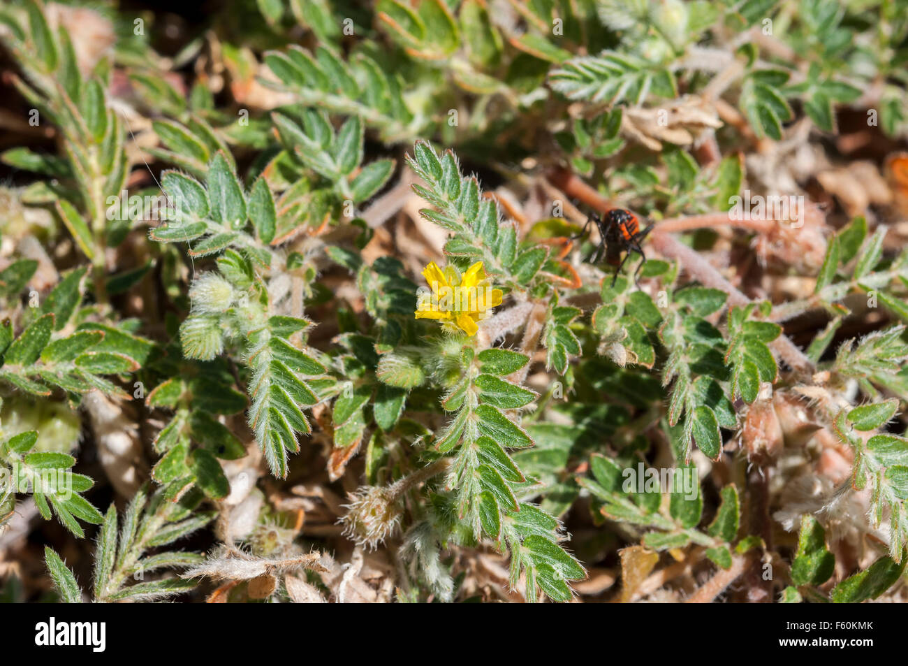 Flowers of Tribulus terrestris Stock Photo