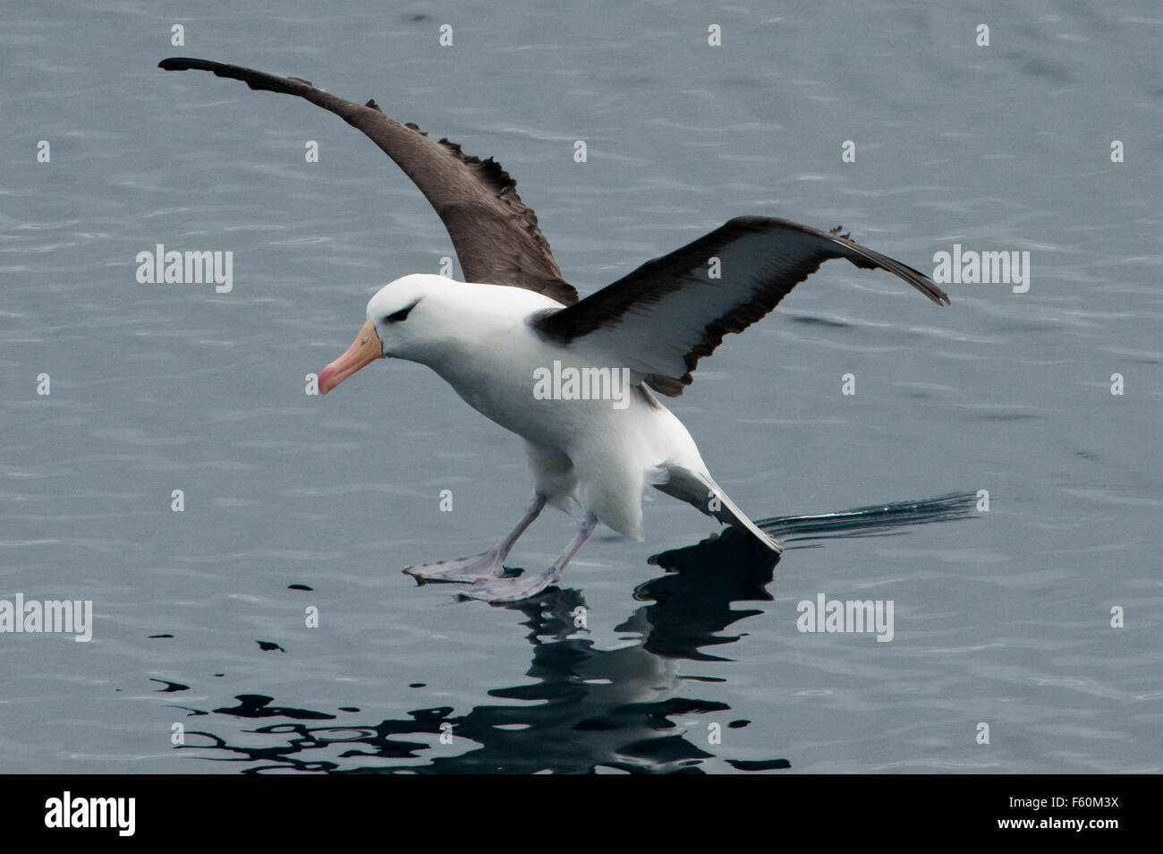 Black-browed Albatross, Antarctica Stock Photo