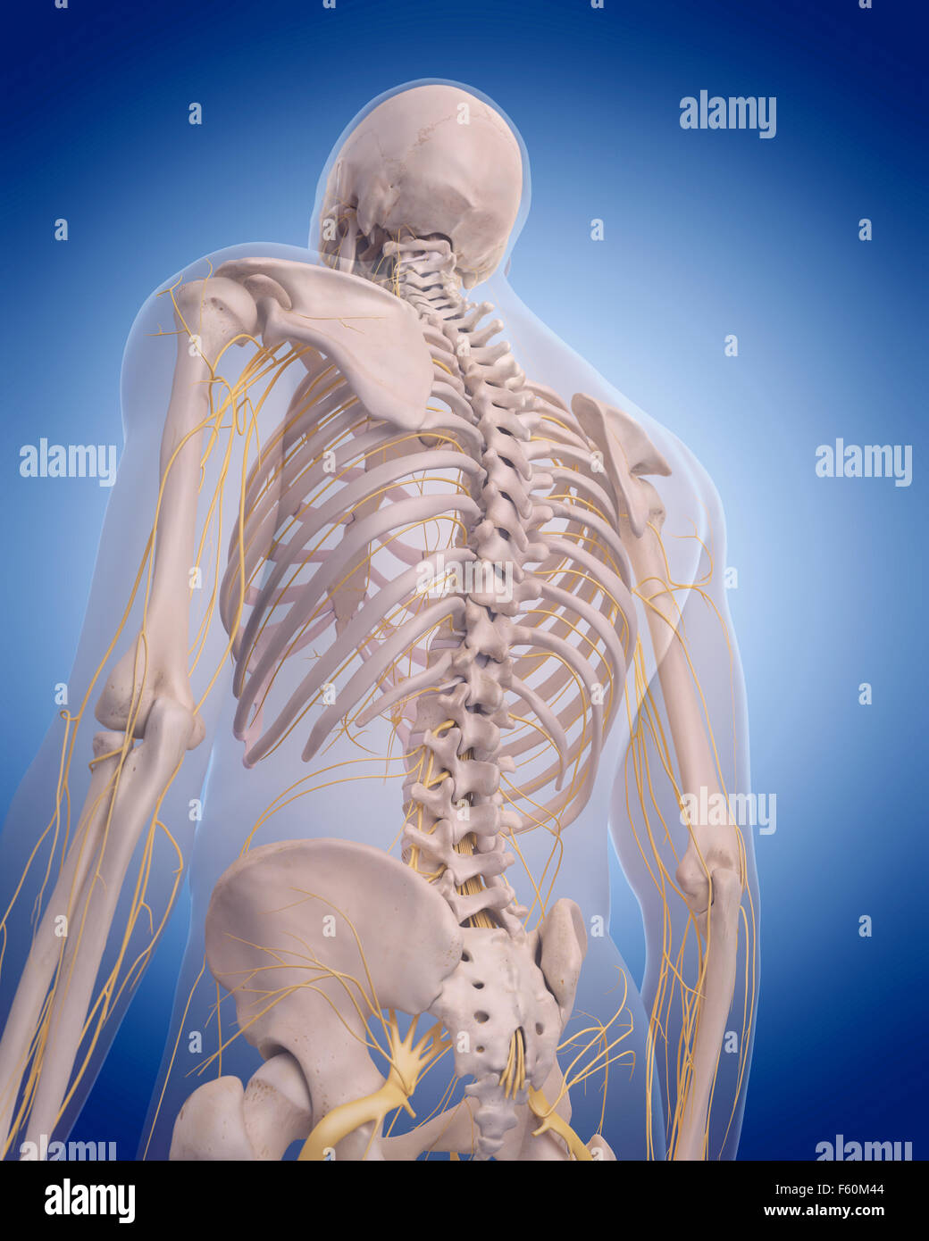 Thoracic nerves hires stock photography and images Alamy