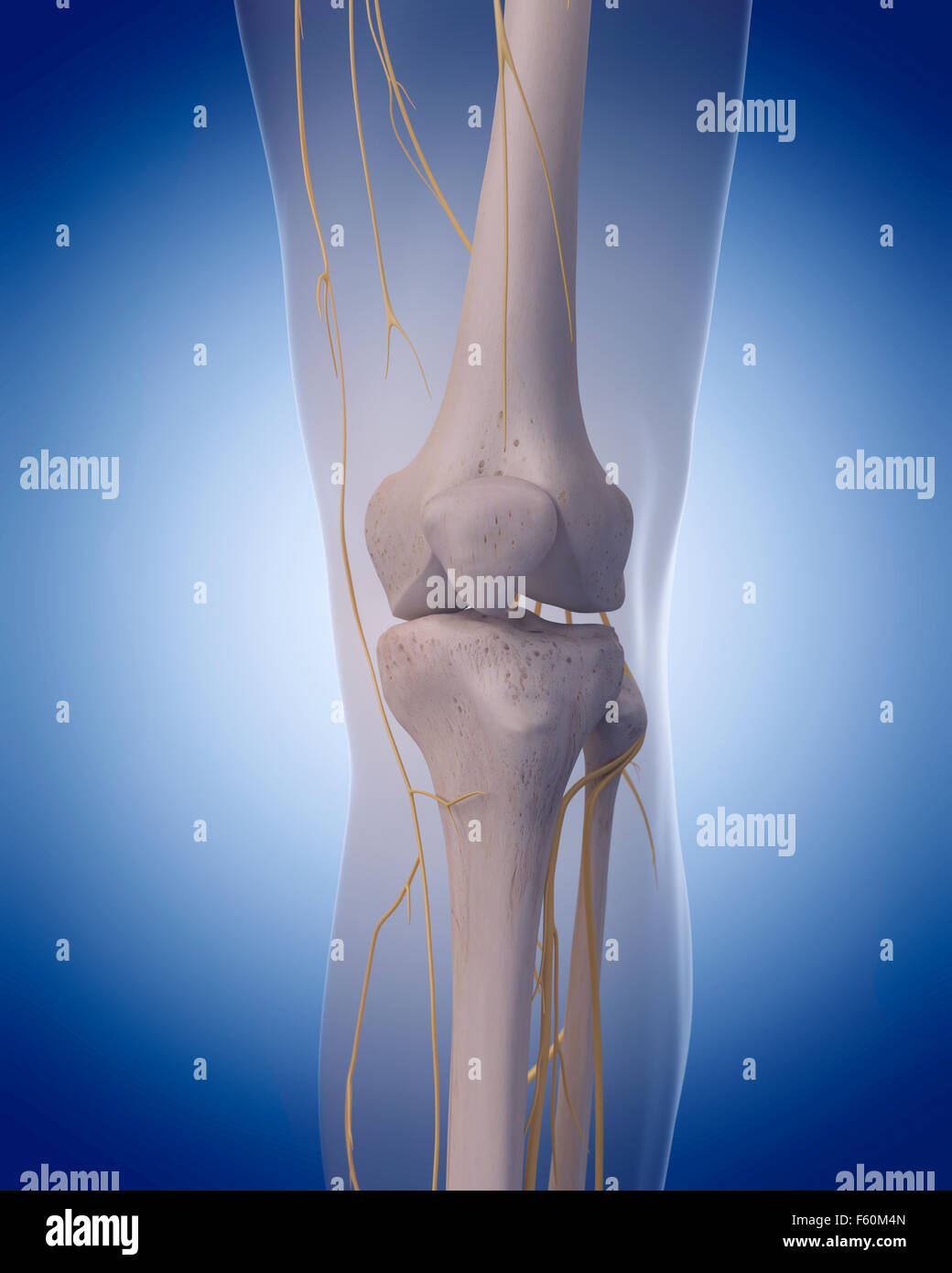 medically accurate illustration nerves of the knee Stock Photo Alamy