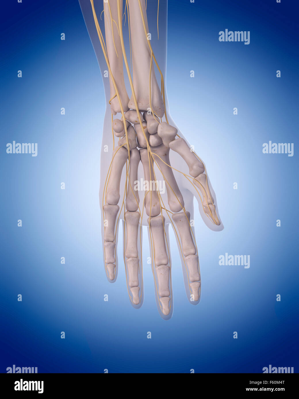 Nerves Hand High Resolution Stock Photography and Images - Alamy