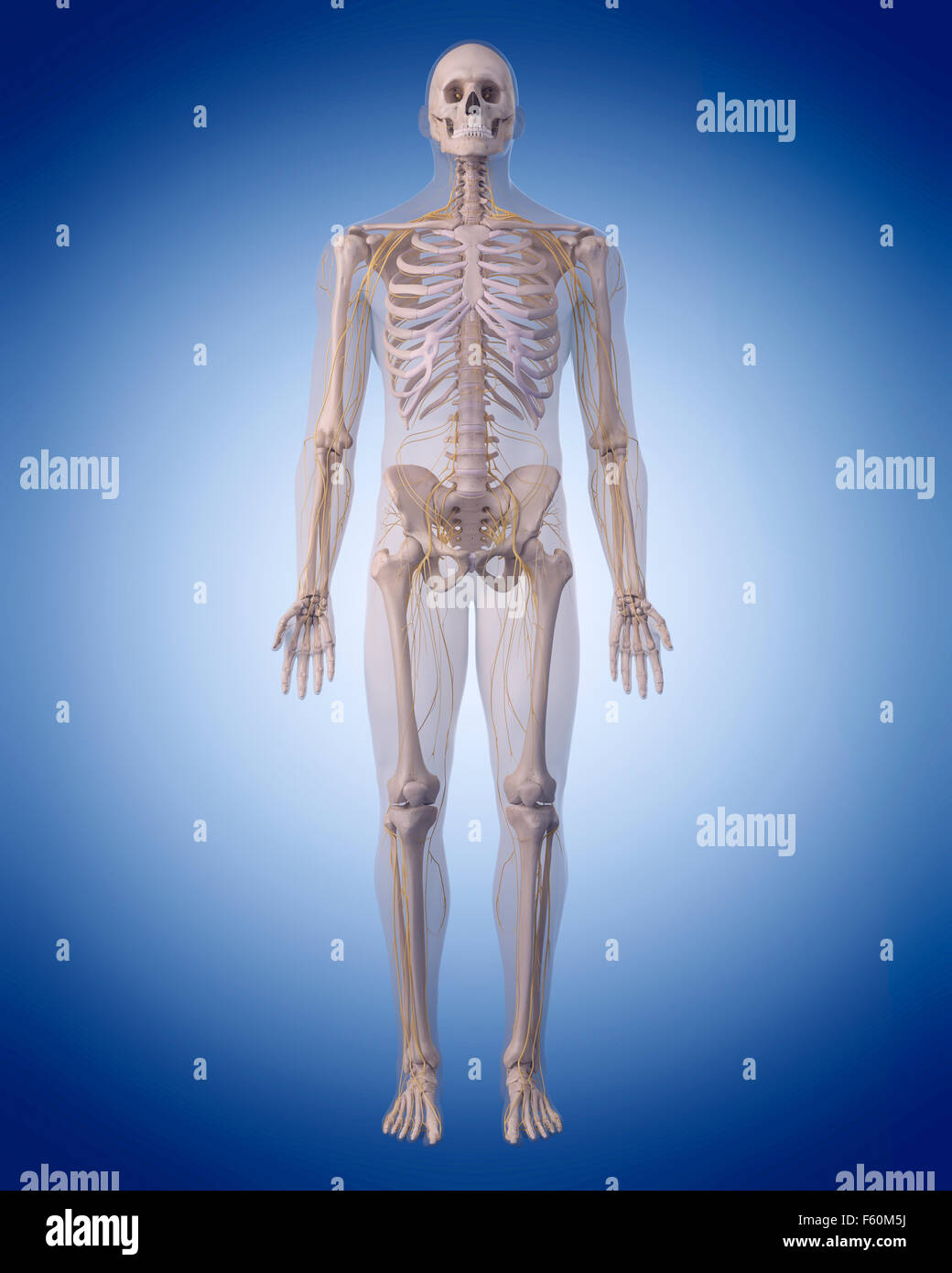 medically accurate illustration of the human nervous system Stock Photo