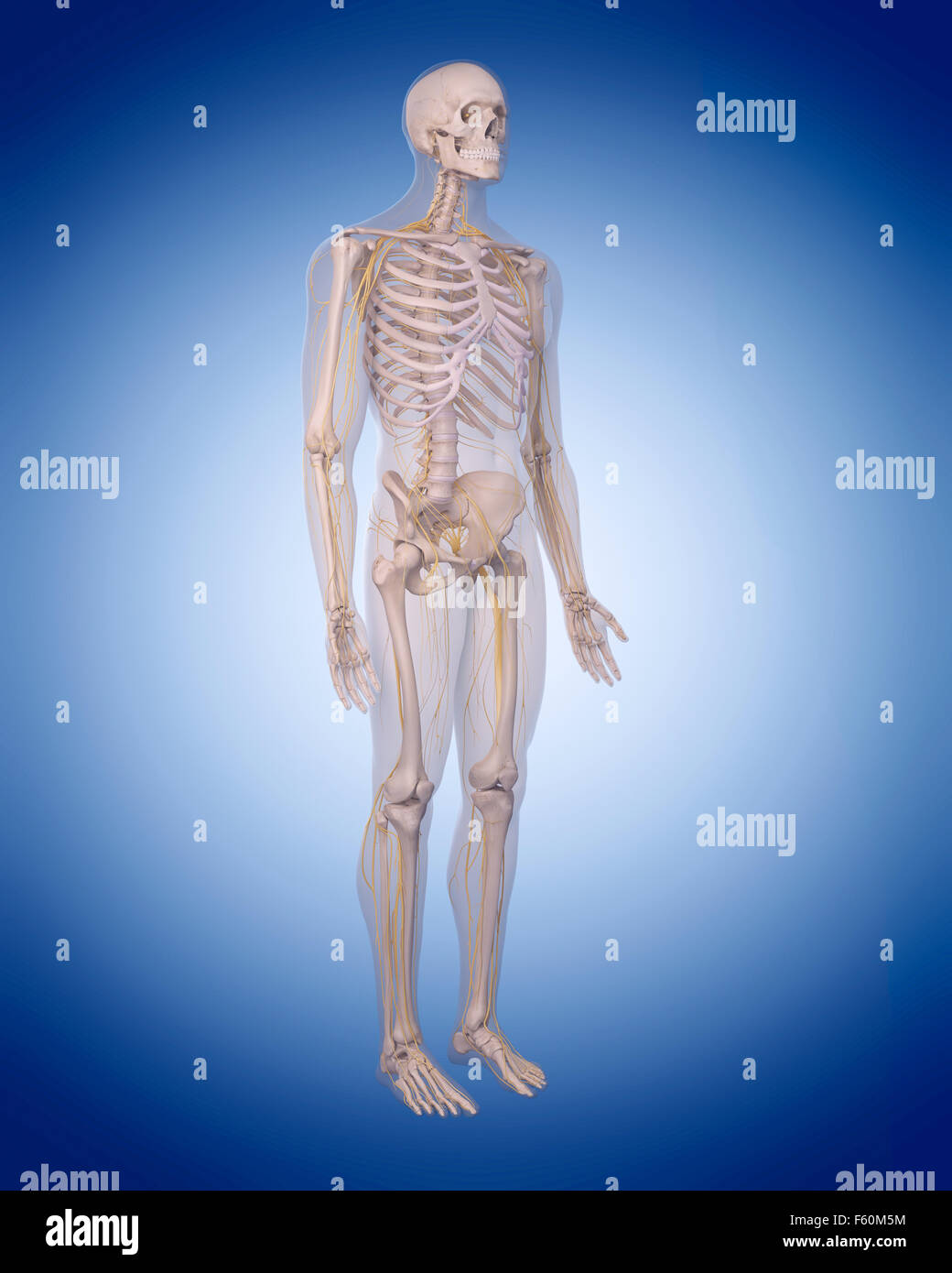 Nervous system illustration hi-res stock photography and images - Alamy