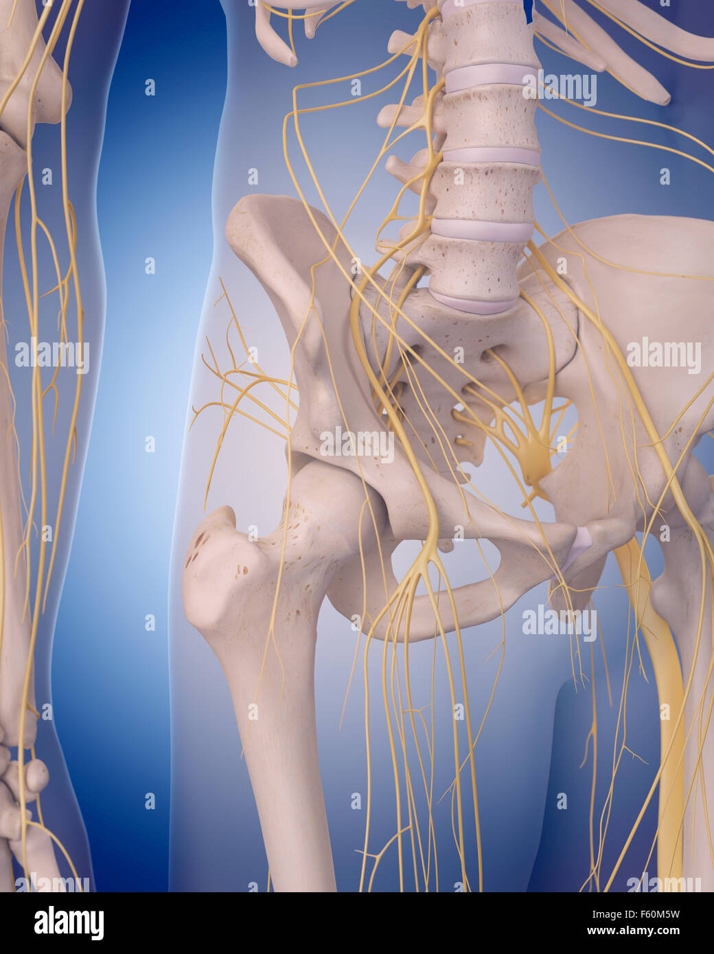 Nerves hip hires stock photography and images Alamy
