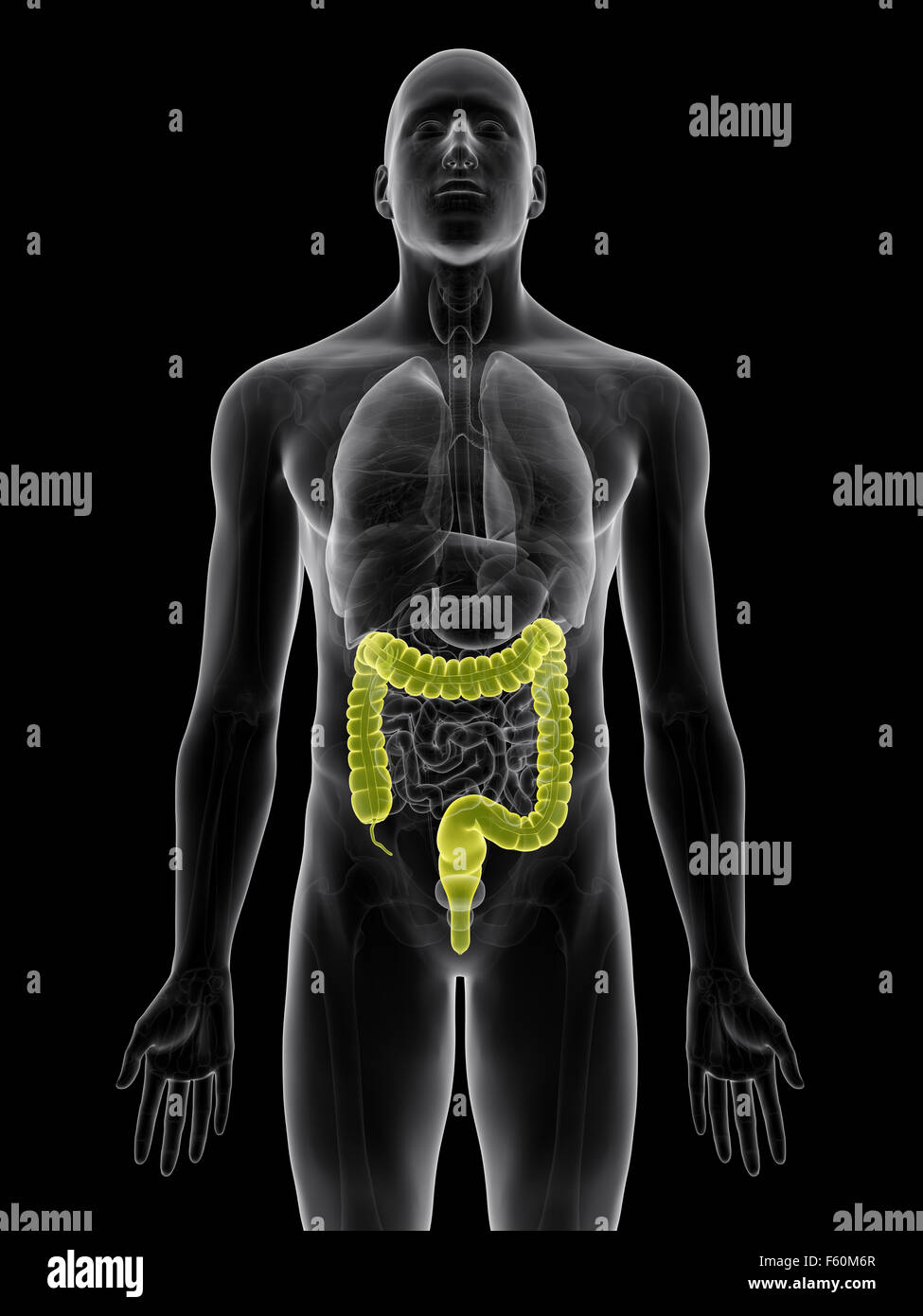 Healthy colon illustration hi-res stock photography and images - Alamy