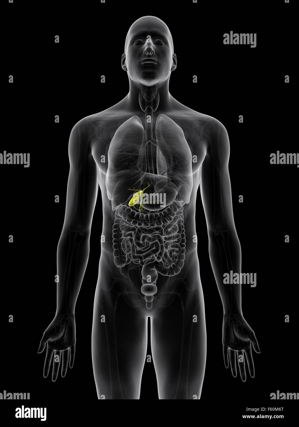 medically accurate illustration of the gallbladder Stock Photo - Alamy