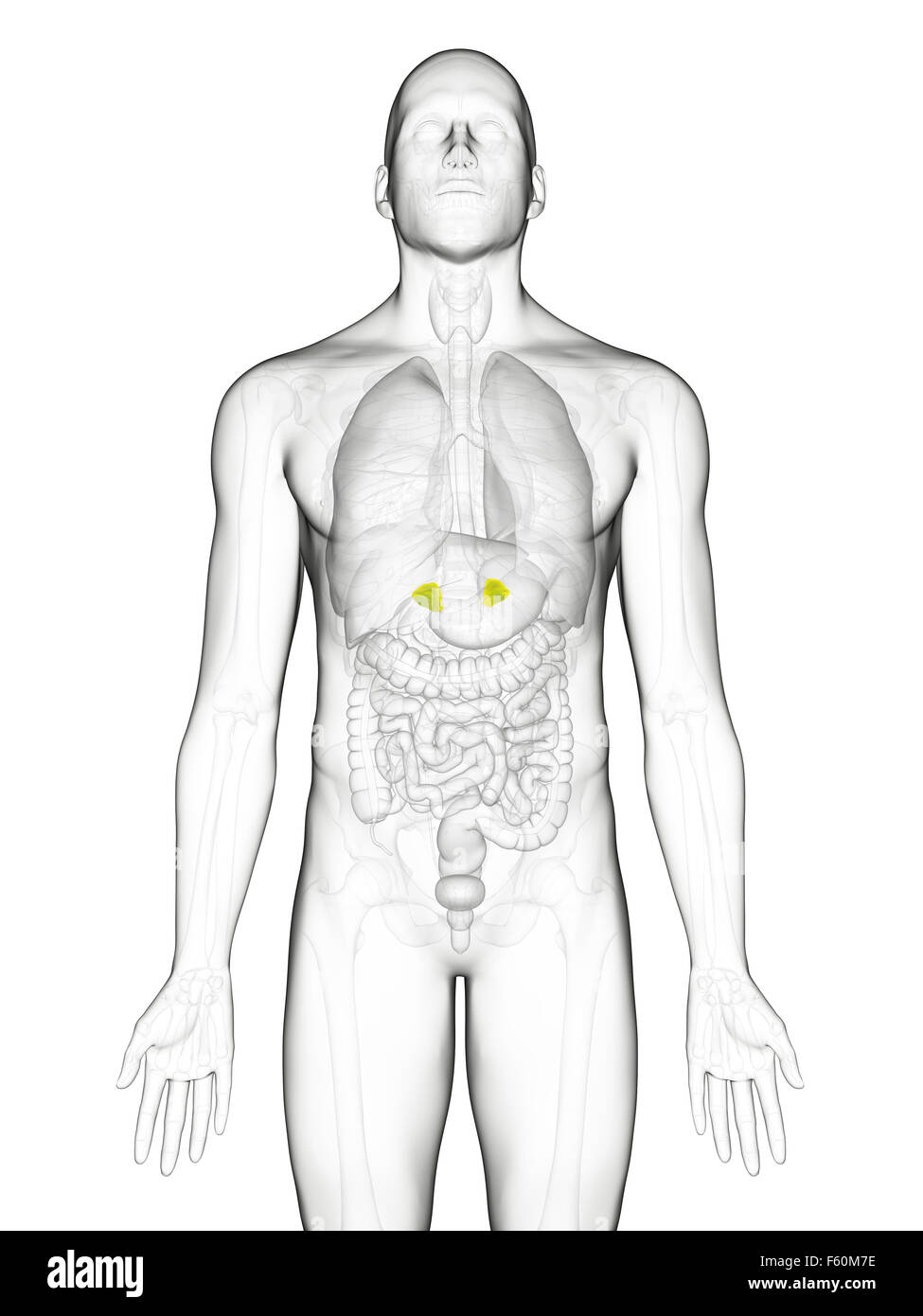 medically accurate illustration of the adrenal glands Stock Photo