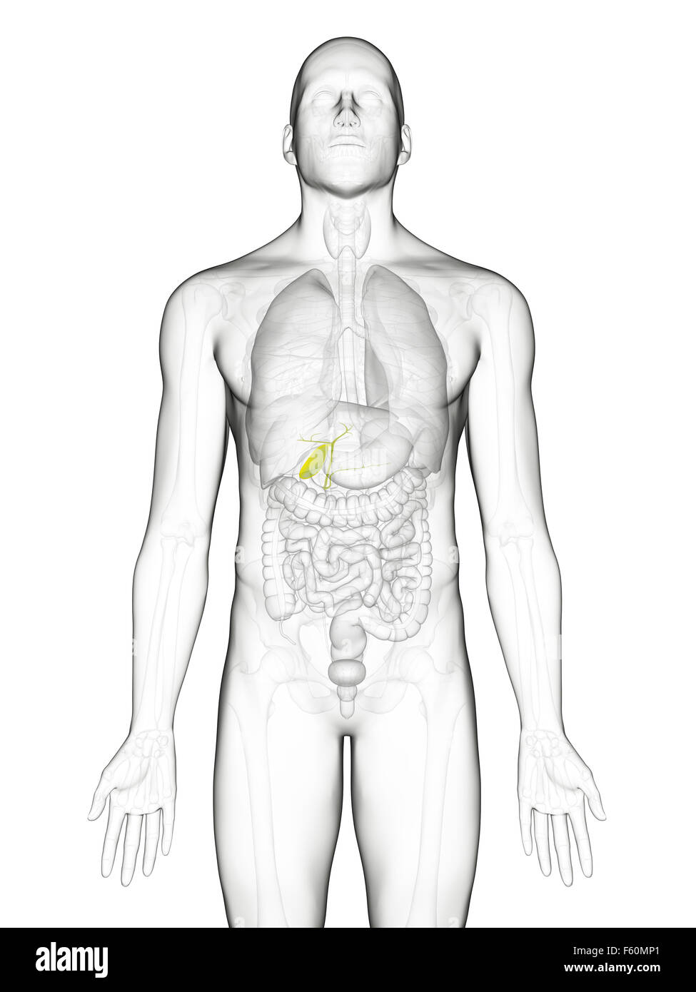 Healthy gallbladder hi-res stock photography and images - Alamy