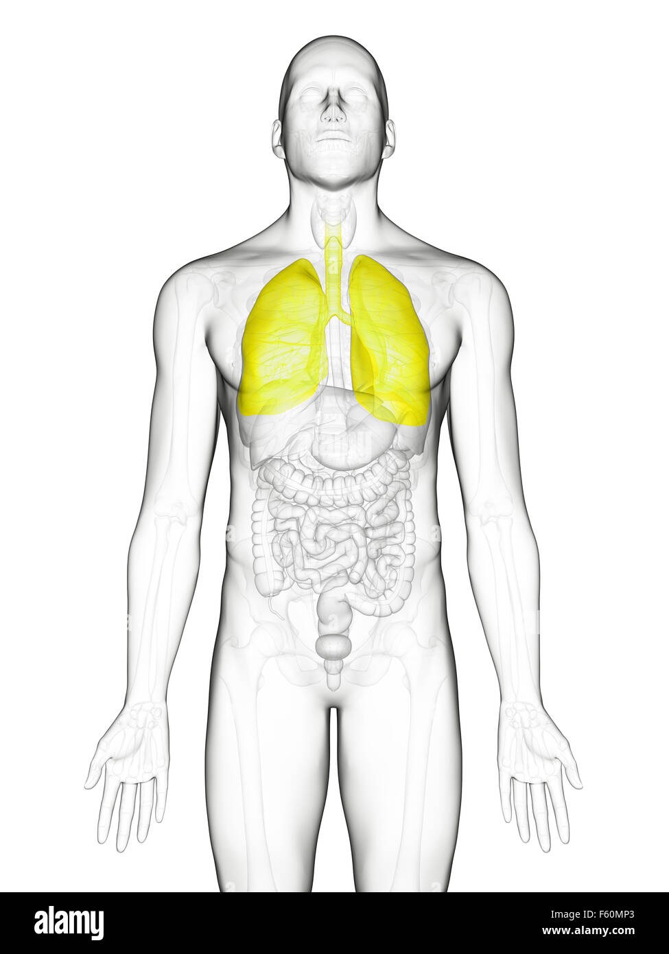 Healthy Lungs Artwork Stock Photos & Healthy Lungs Artwork Stock Images