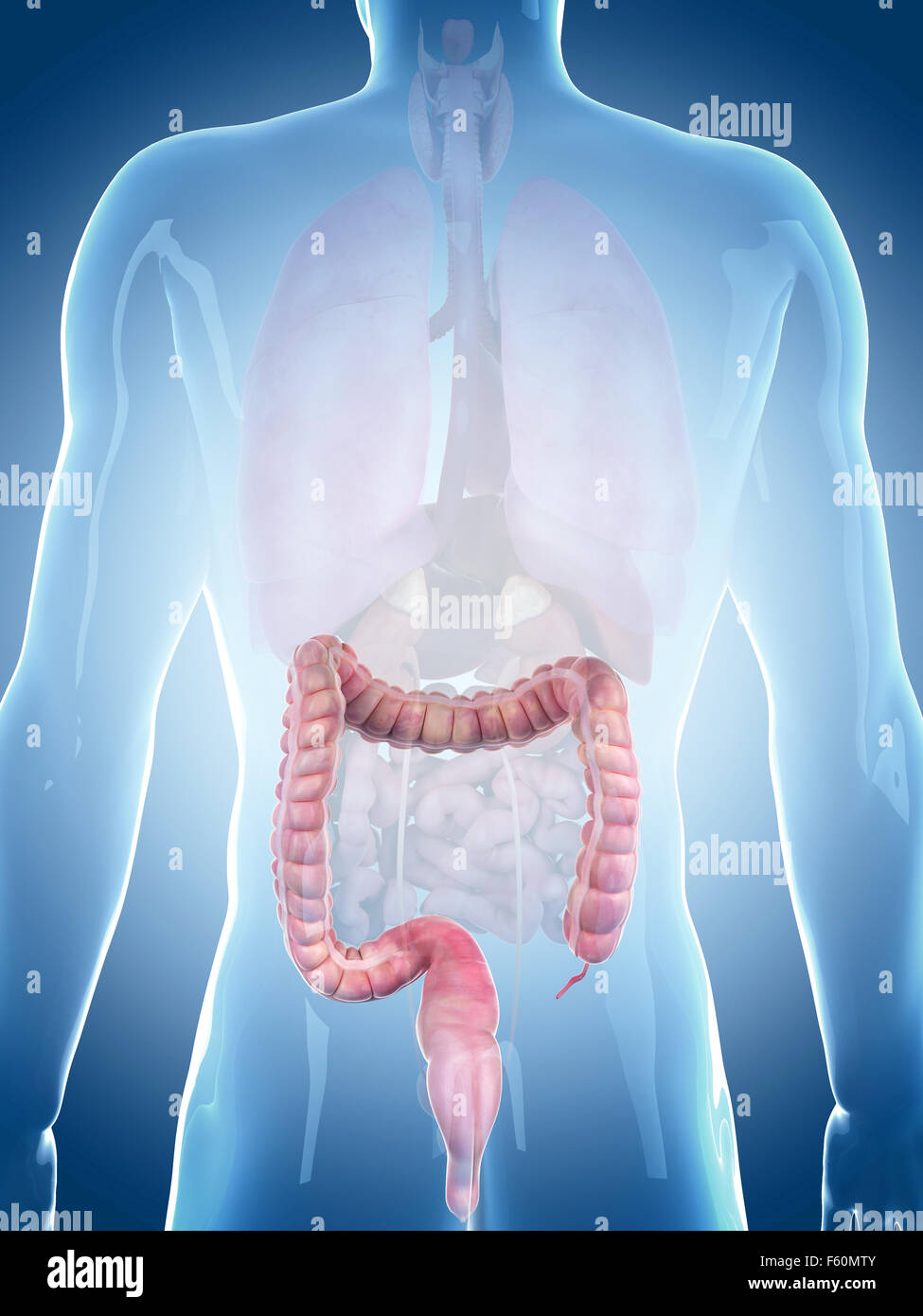 medically accurate illustration of the large intestine Stock Photo