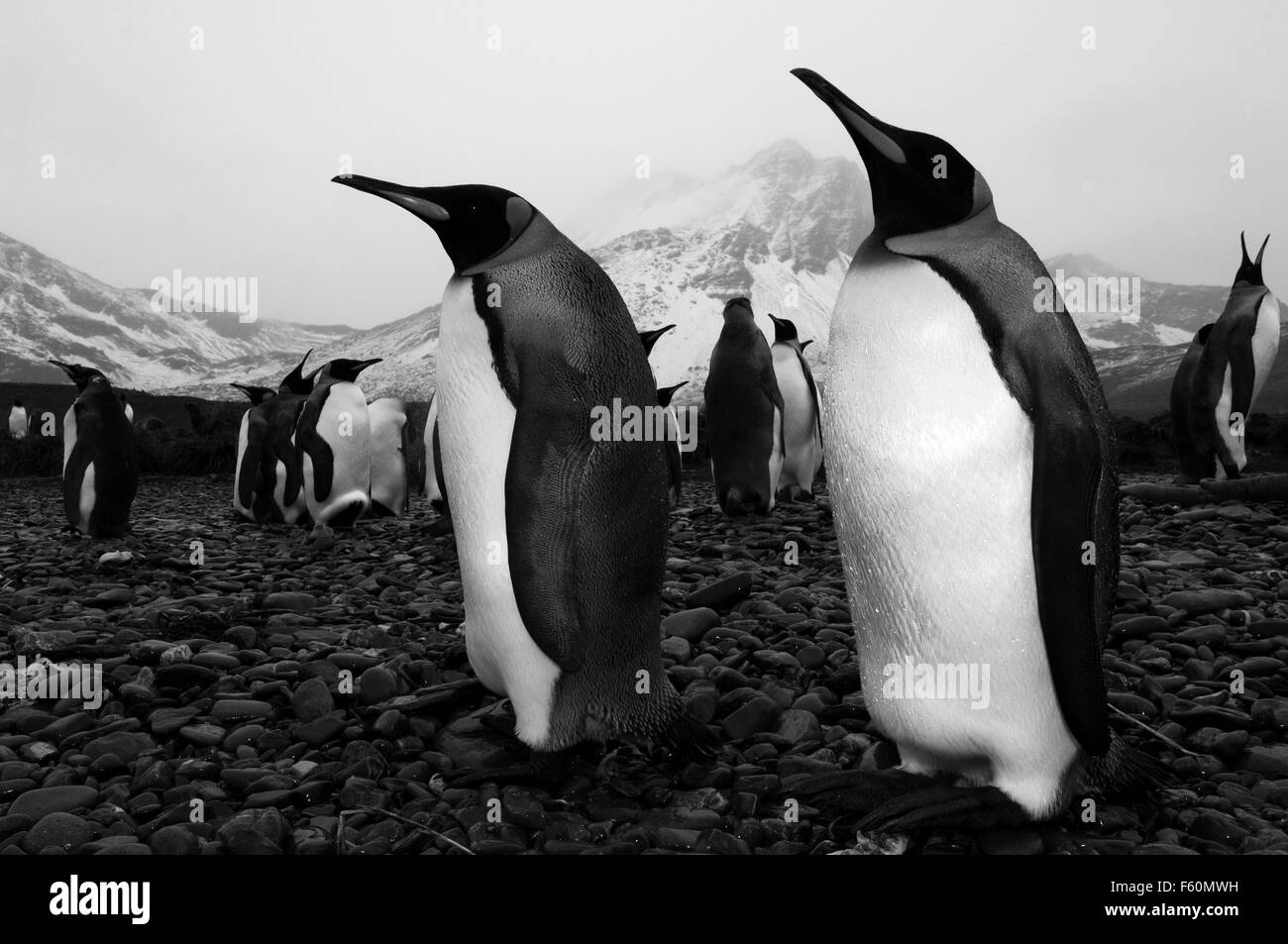 King Penguin, Antarctica Stock Photo