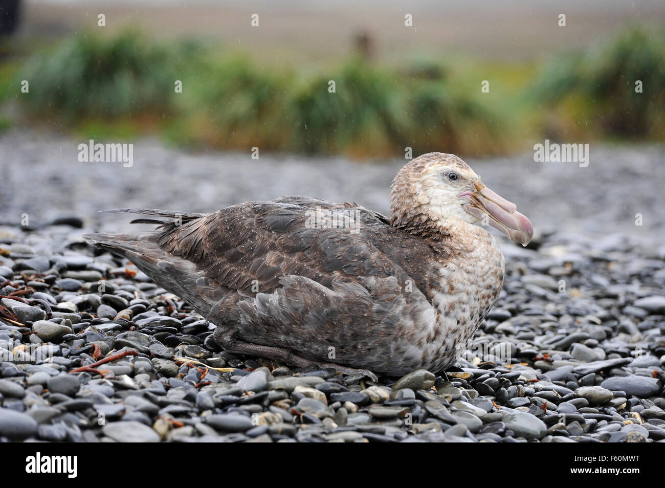 Southern Giant Petrel (Macronectes giganteus) Stock Photo