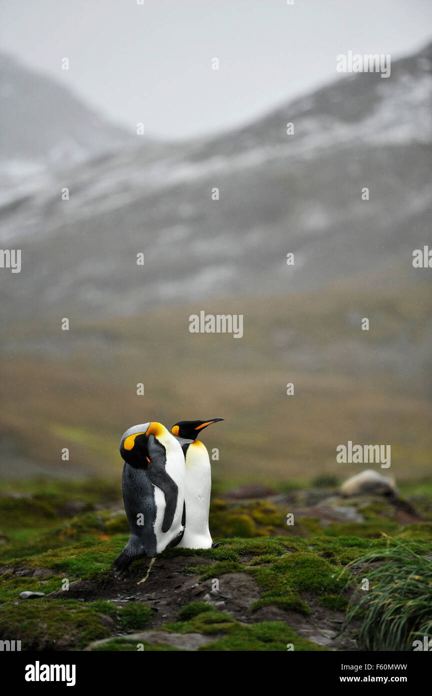 King Penguin Stock Photo
