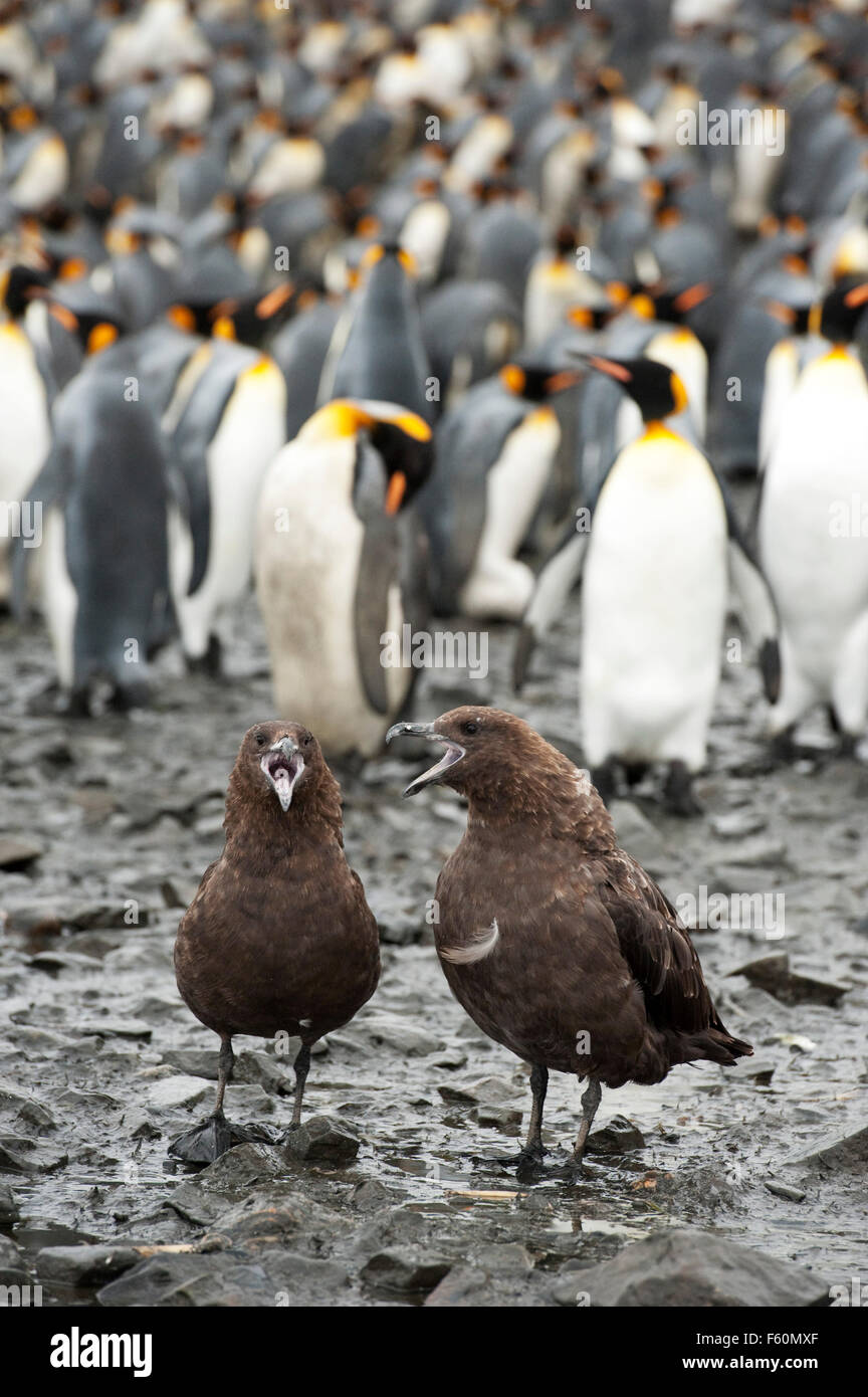 Brown Skua and King Penguin Stock Photo