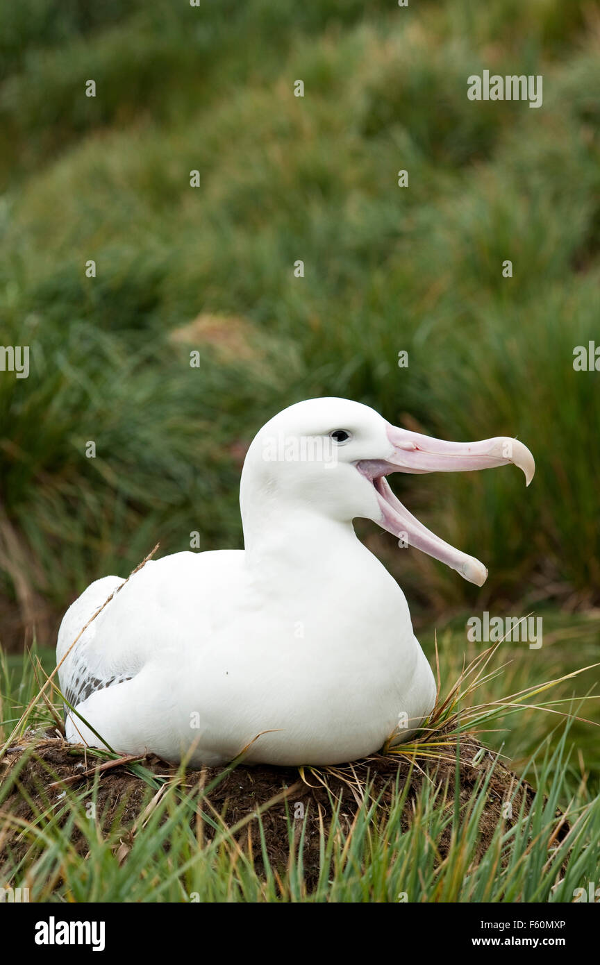 Wandering Albatross,  Prion Island, South Georgia Stock Photo