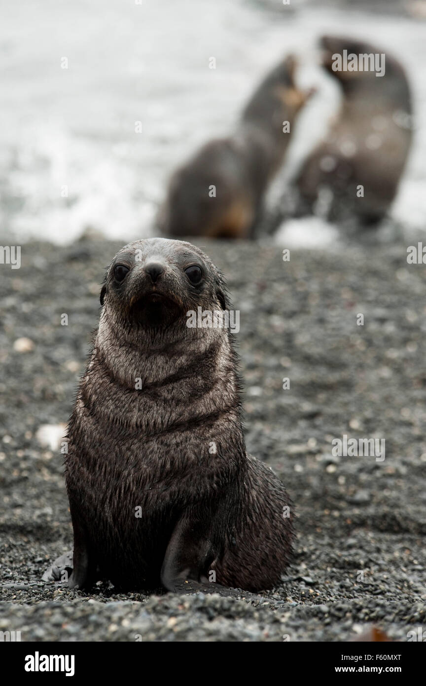 Antarctic Fur Seal Stock Photo