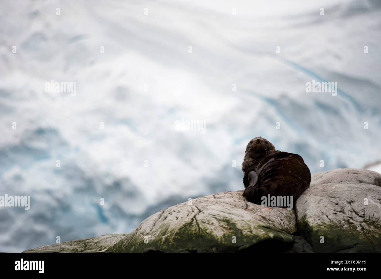 Antarctic Fur Seal Stock Photo