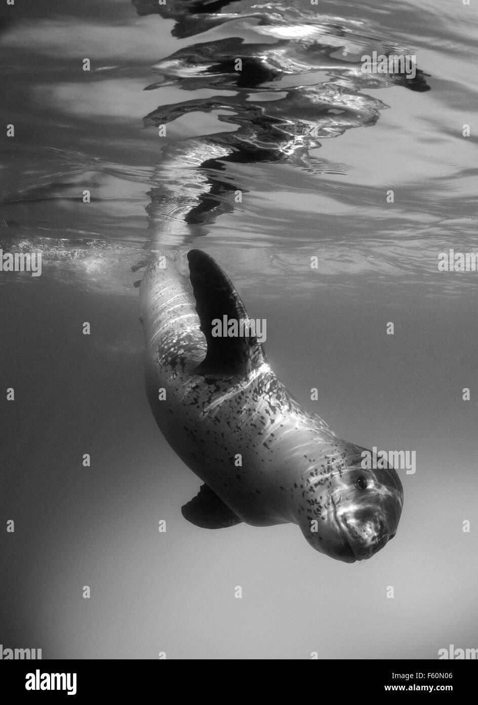 Leopard seal underwater hi-res stock photography and images - Alamy