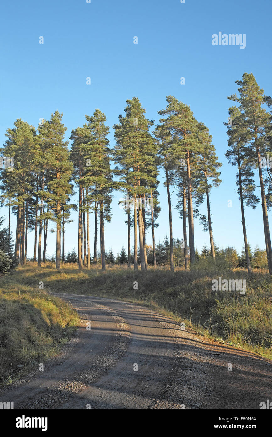 Scots Pine trees beside a haul road through a forest, Kielder Forest, Northumberland, England