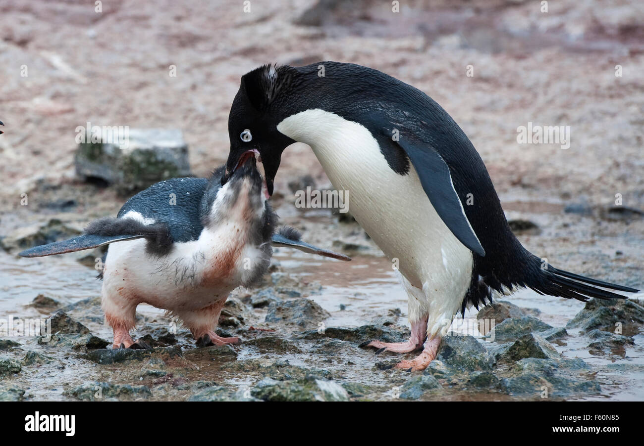 Adelie Penguin High Resolution Stock Photography and Images - Alamy