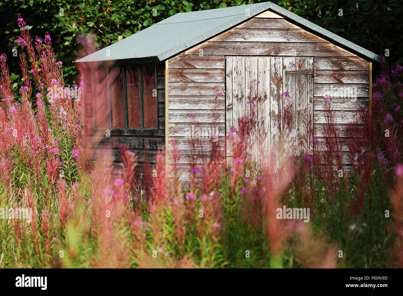 Allotment shed.Longformacus Scottish borders Stock Photo Alamy