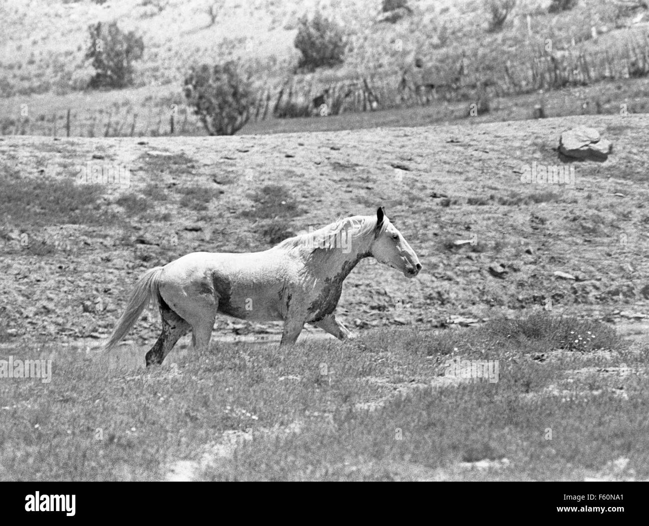 A Medicine Hat stallion, the leader of a herd of wild Spanish Barb