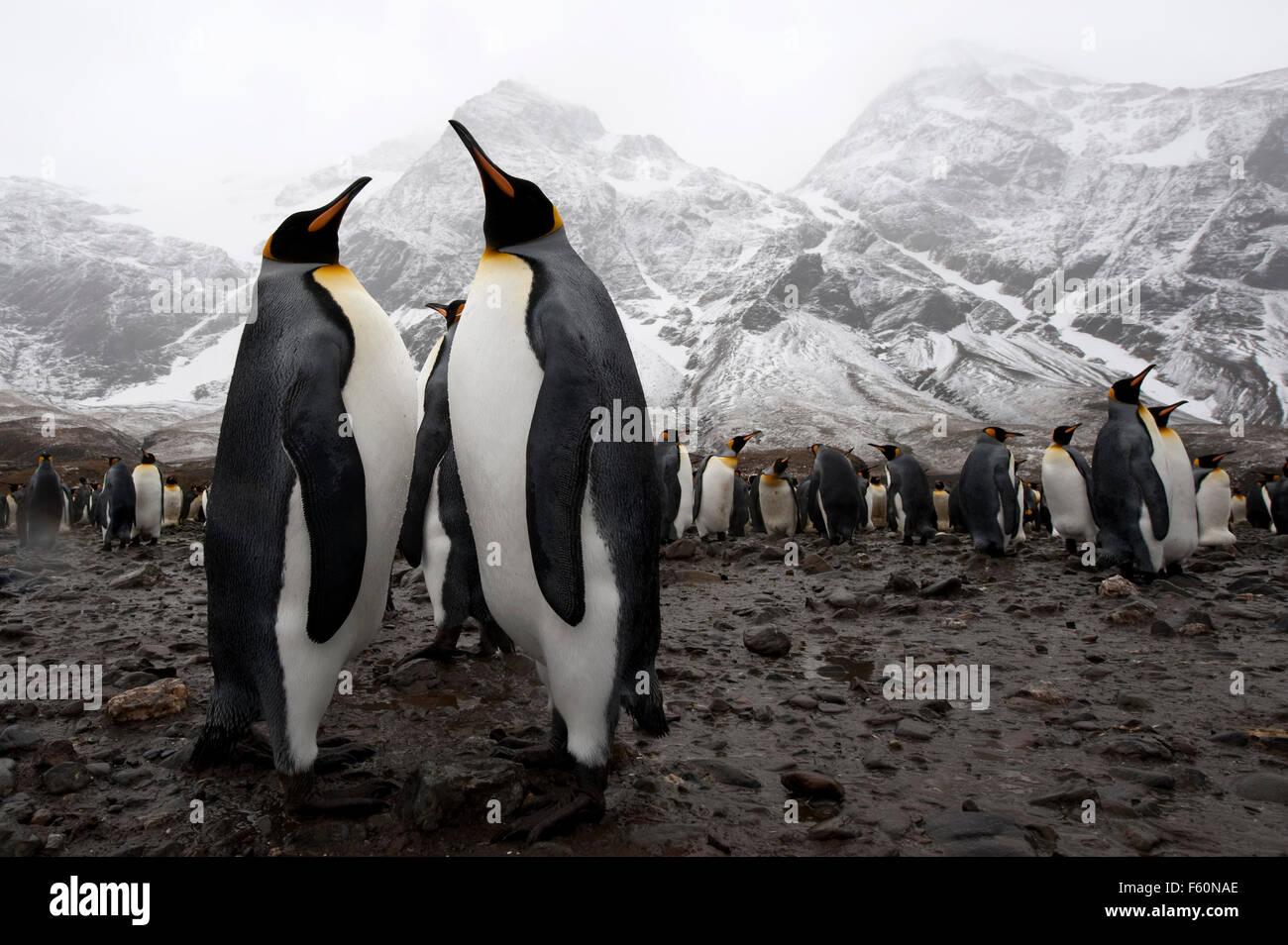 King Penguin Stock Photo