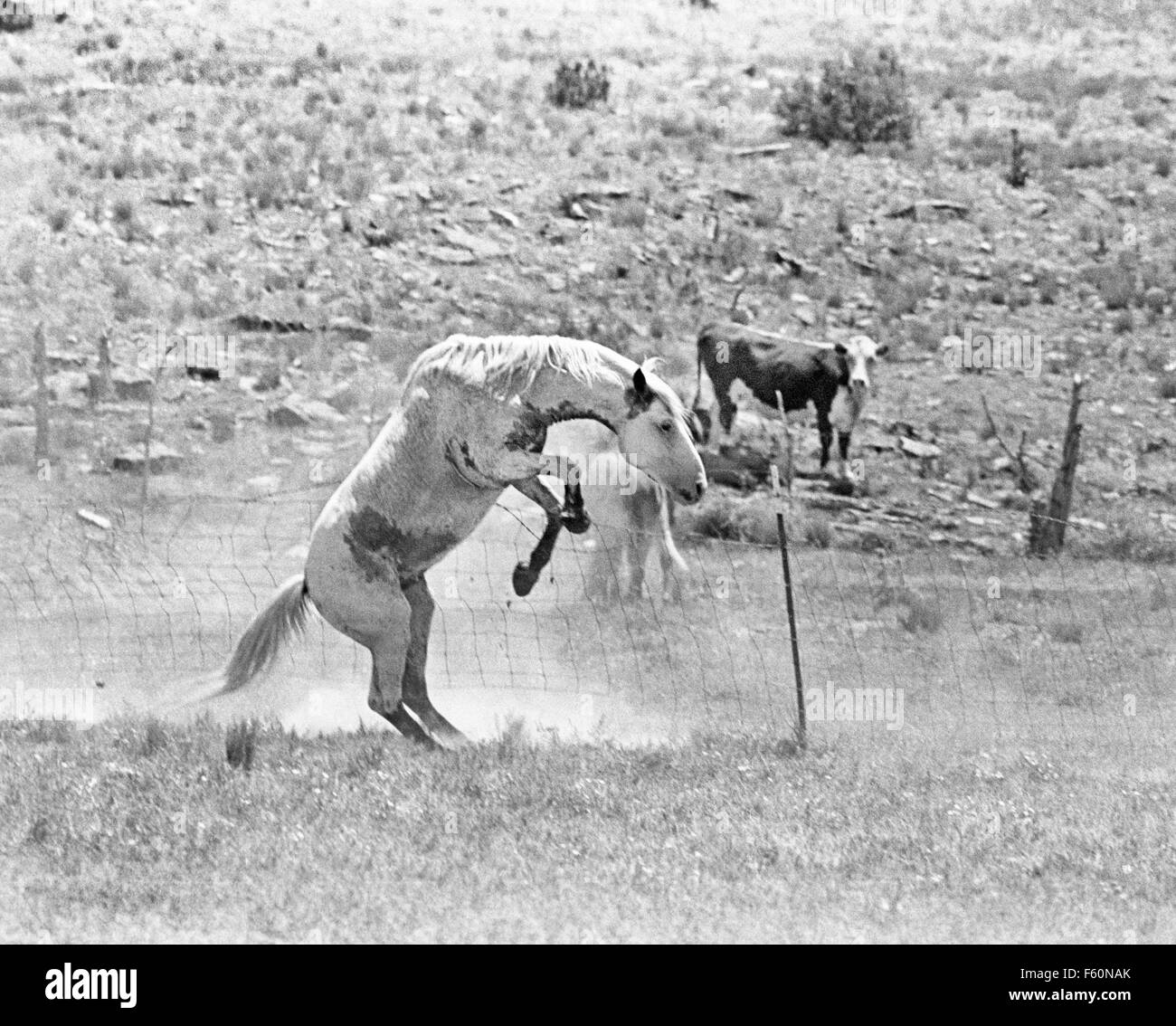 A Medicine Hat stallion, the leader of a herd of wild Spanish Barb