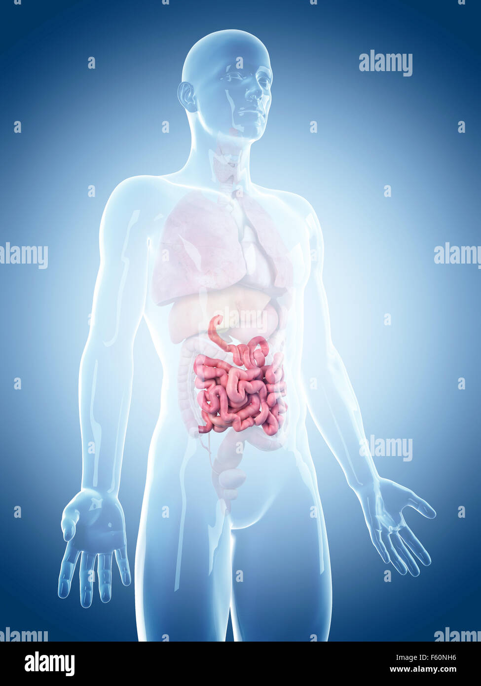 medically accurate illustration of the small intestine Stock Photo