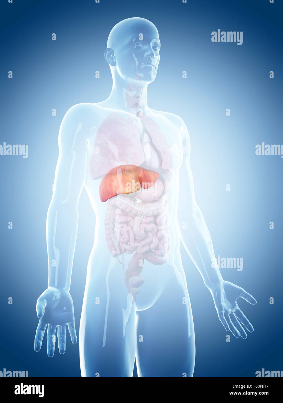 medically accurate illustration of the liver Stock Photo