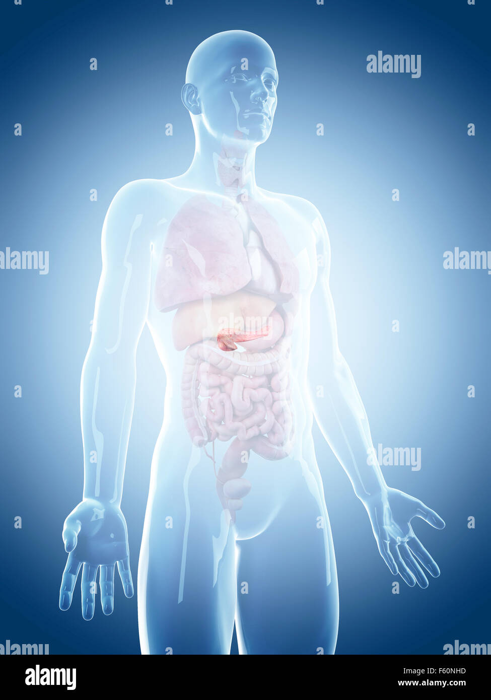 medically accurate illustration of the pancreas Stock Photo