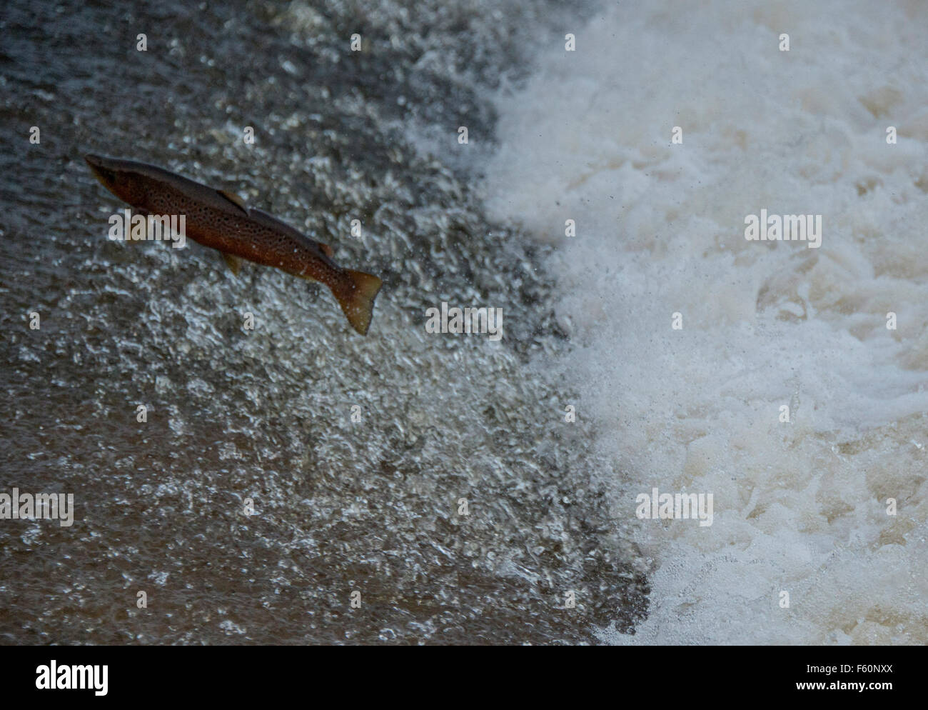 Ettrick Water, Scottish Borders, UK. 10th November, 2015. Salmon Leaping on Ettrick Water on the Philiphaugh Estate near Selkirk in the Scottish Borders. Salmon spend their early life in rivers, and then swim out to sea where they live their adult lives and gain most of their body mass. When they have matured, they return to the rivers to spawn Credit:  Andrew O'Brien / Alamy Live News Stock Photo