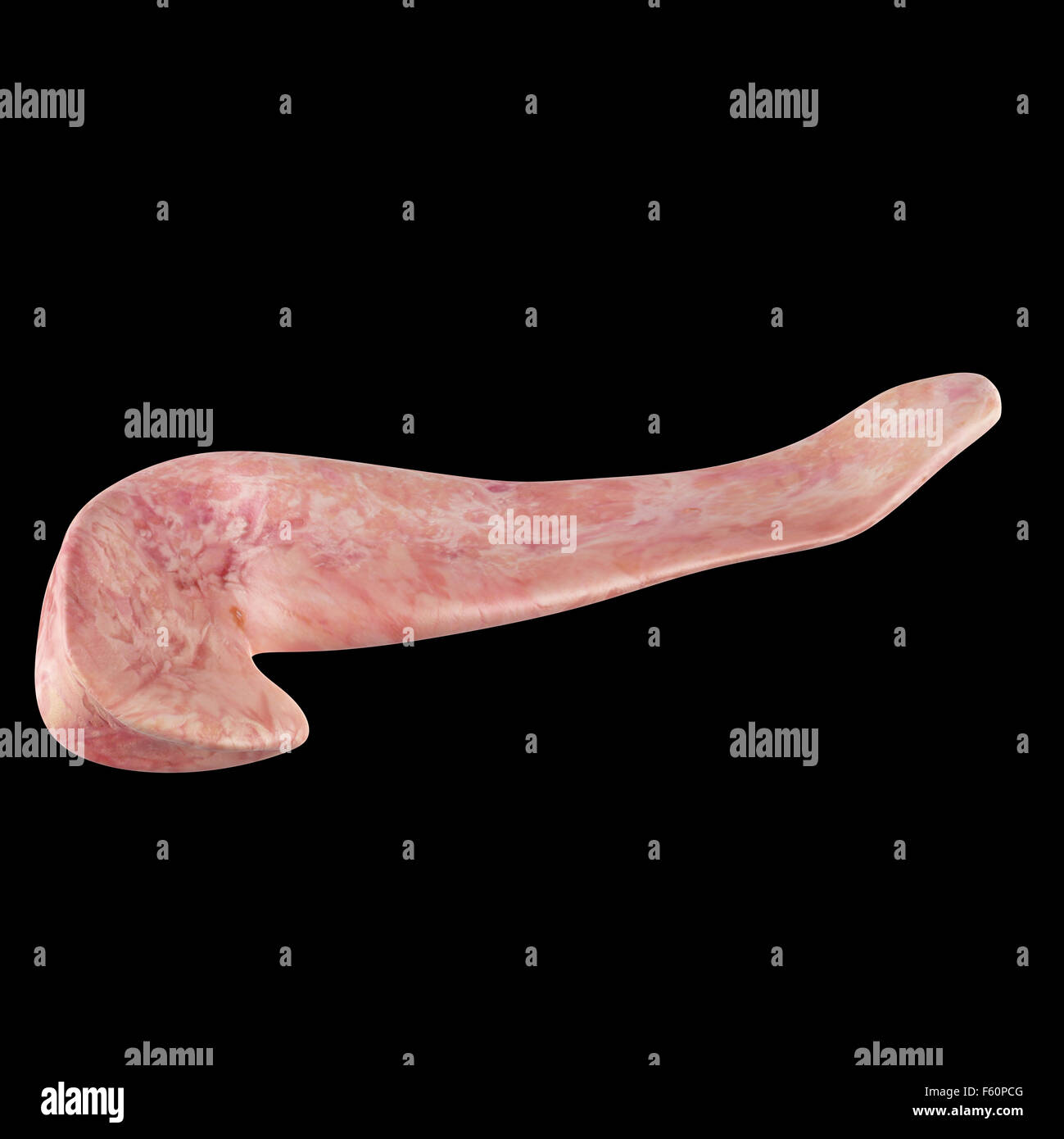 medically accurate illustration of the pancreas Stock Photo