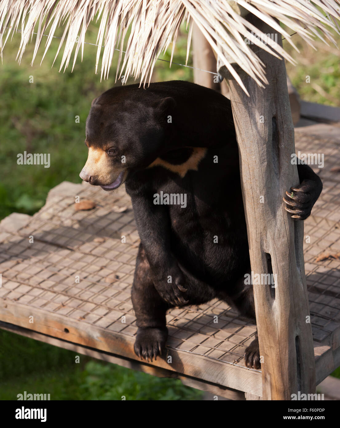 The sun bear  (Helarctos malayanus), in its enclosure at Rare Species Conservation Centre, Sandwich, Kent Stock Photo