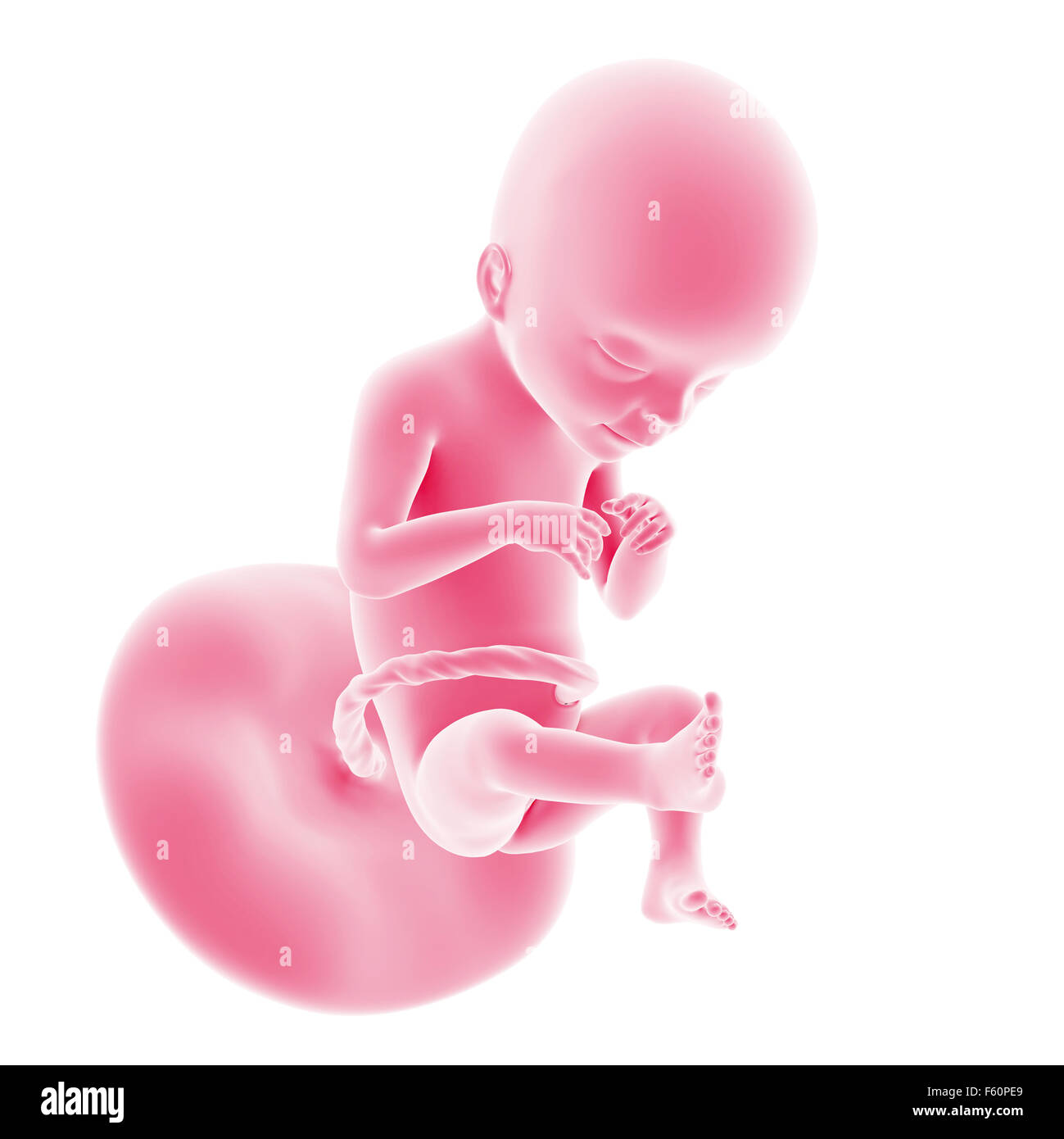 21 week fetus hi-res stock photography and images - Alamy
