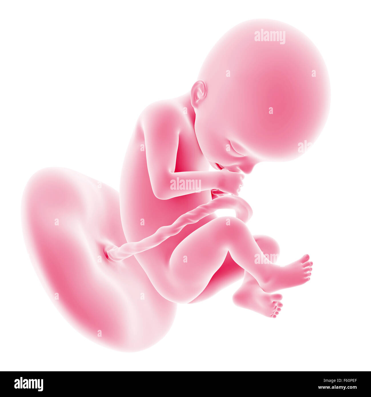 illustration of the fetal development - week 22 Stock Photo - Alamy