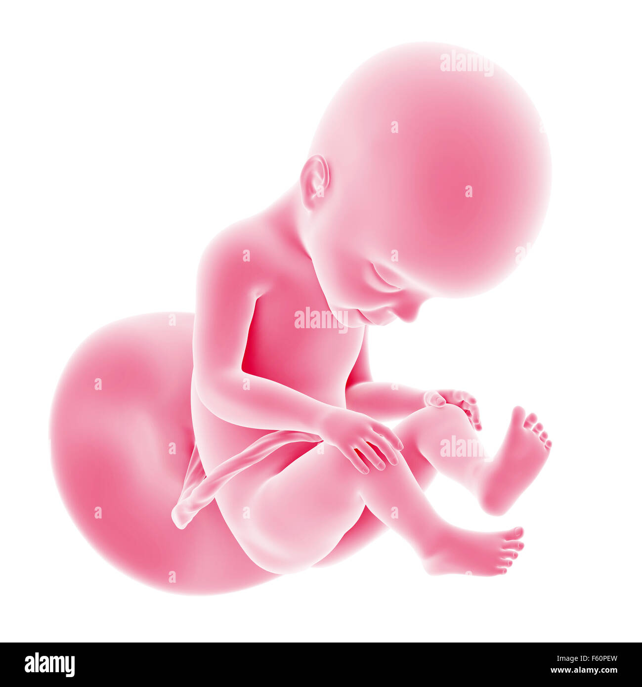 illustration of the fetal development - week 27 Stock Photo - Alamy
