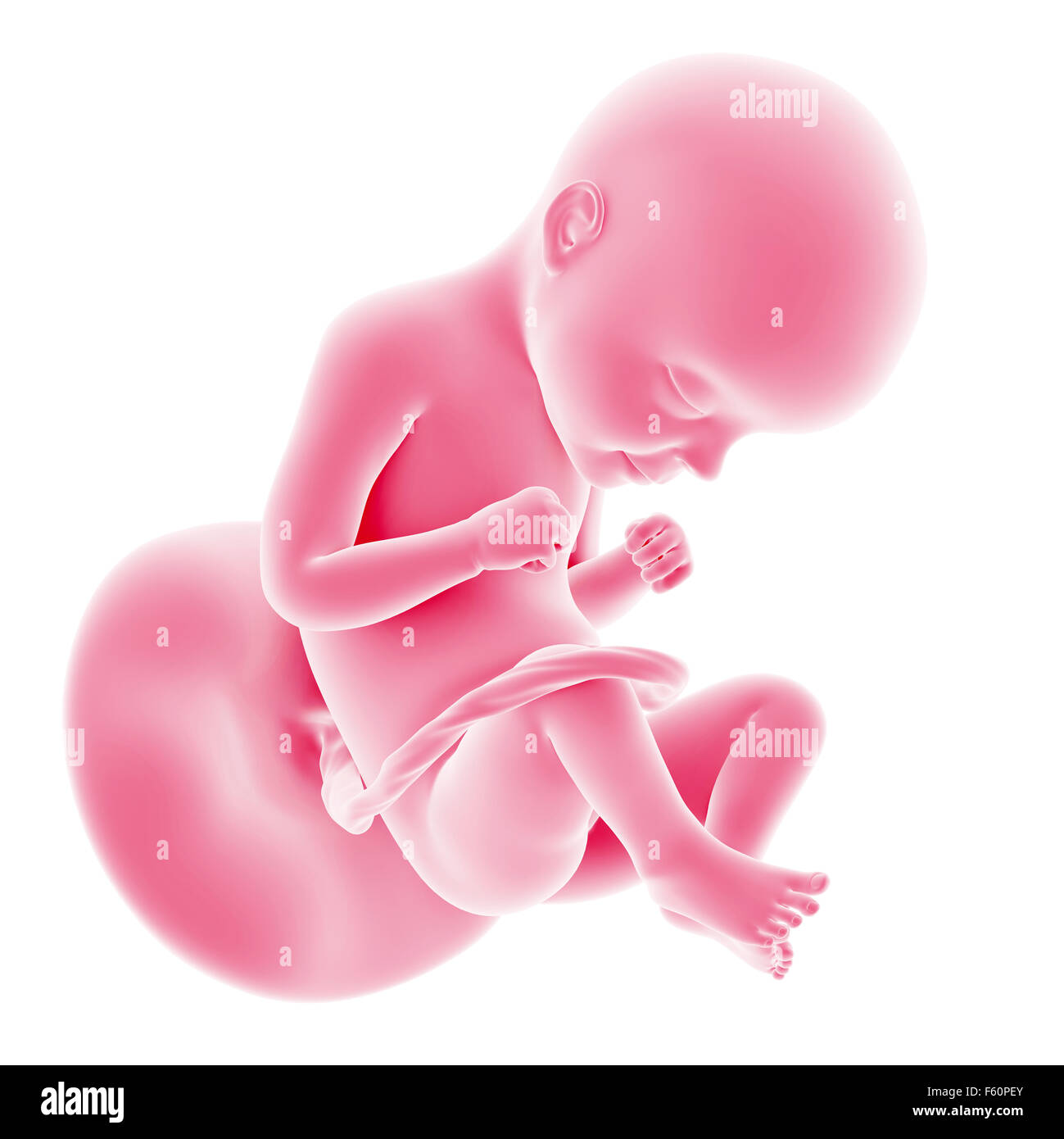 29 Fetal Development High Resolution Stock Photography And Images Alamy