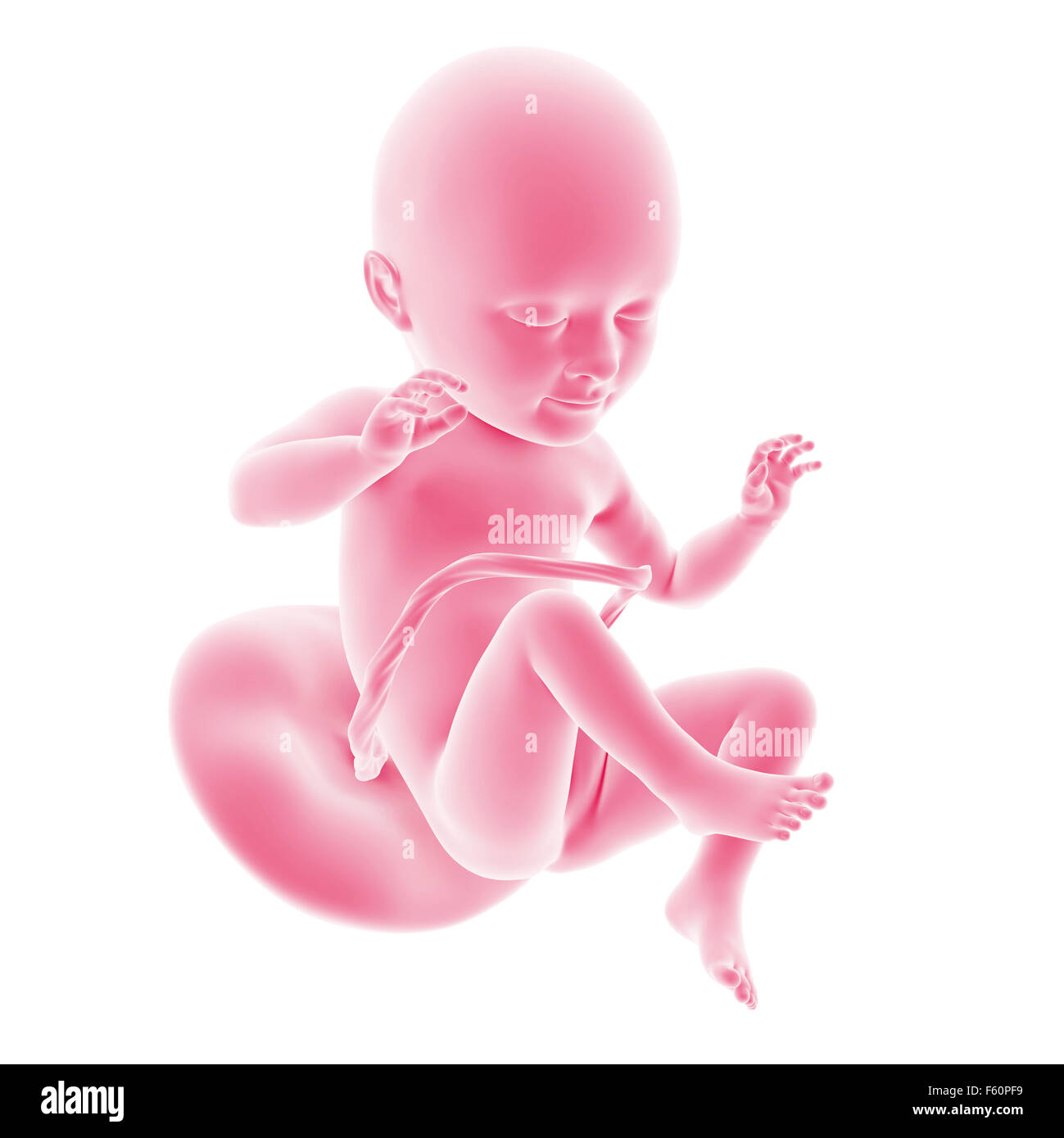 Week 34 illustration of the fetal development - week 34 Stock Photo - Alamy