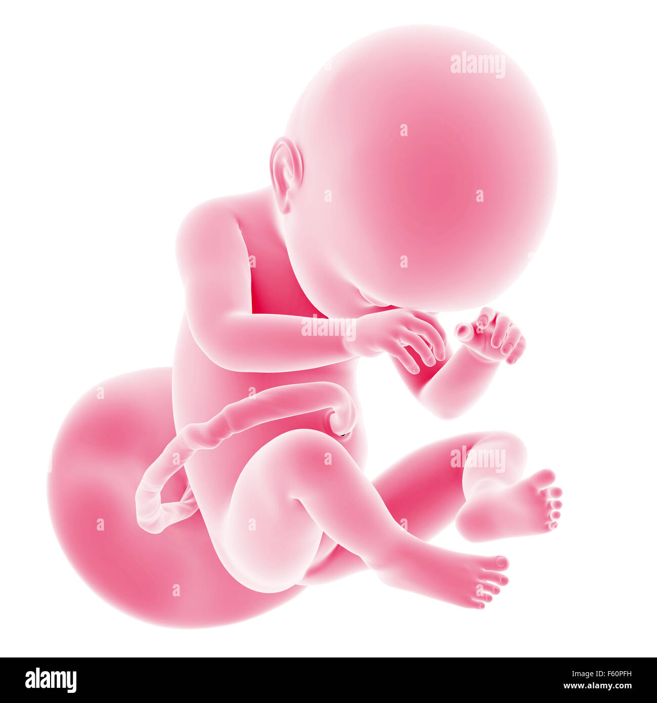Fetal development hi-res stock photography and images - Alamy Fetal development hi-res stock photography and images - Alamy