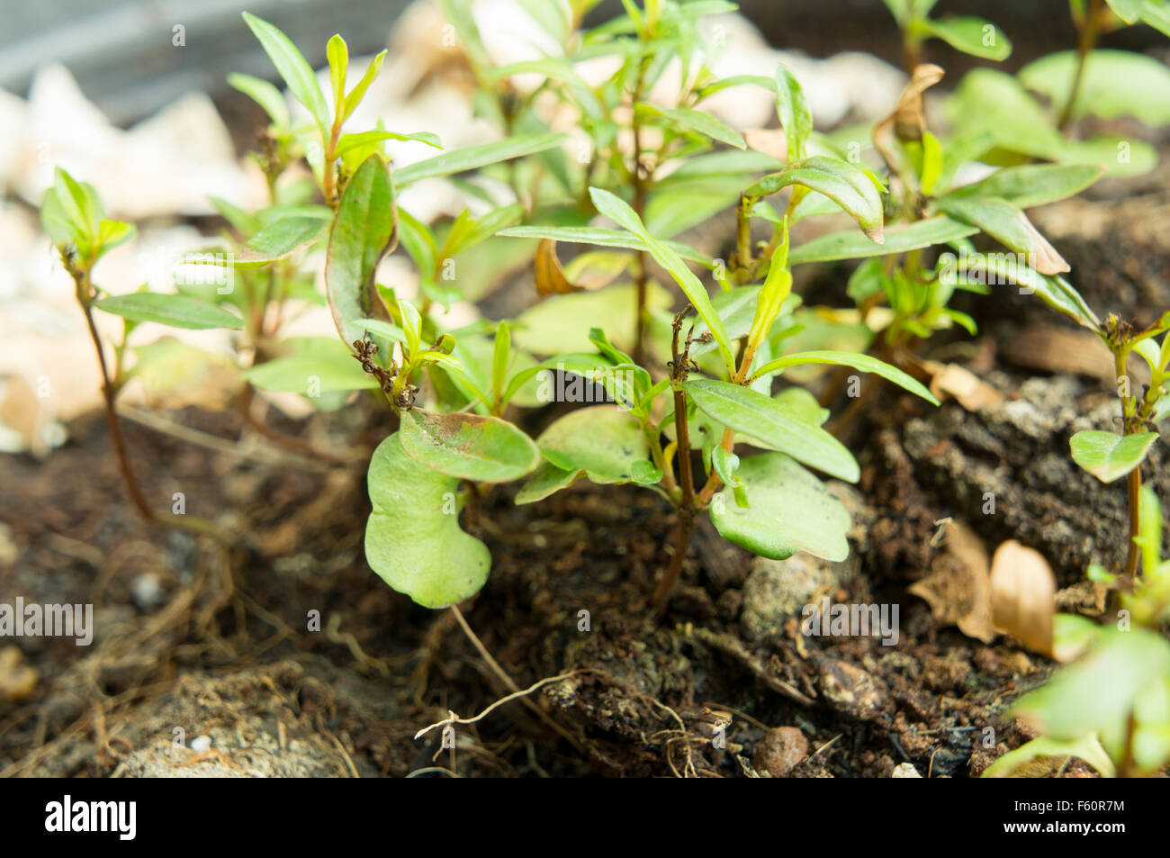 plant grow growing sprout seed new Stock Photo