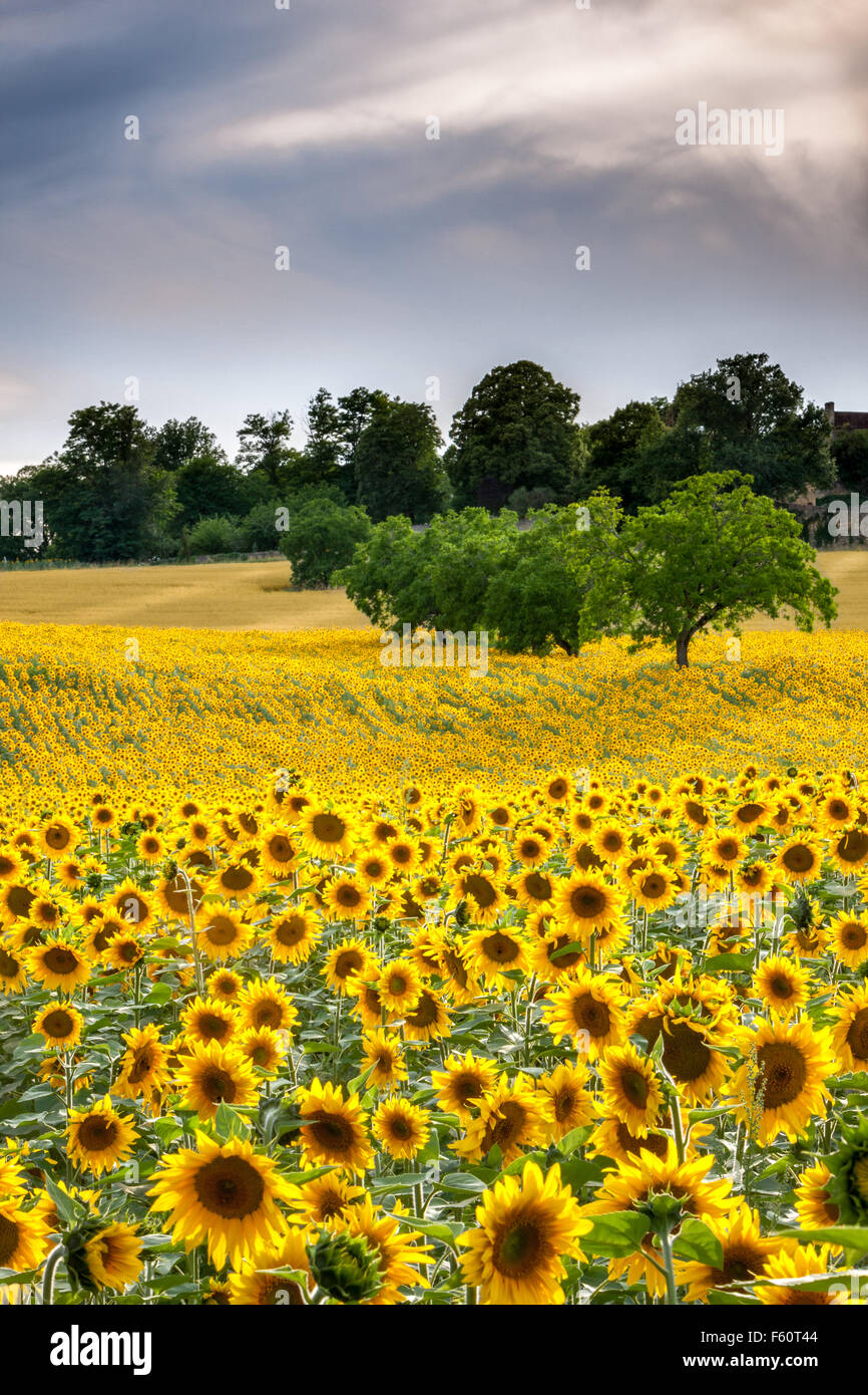 Field of sunflowers in full bloom Stock Photo - Alamy